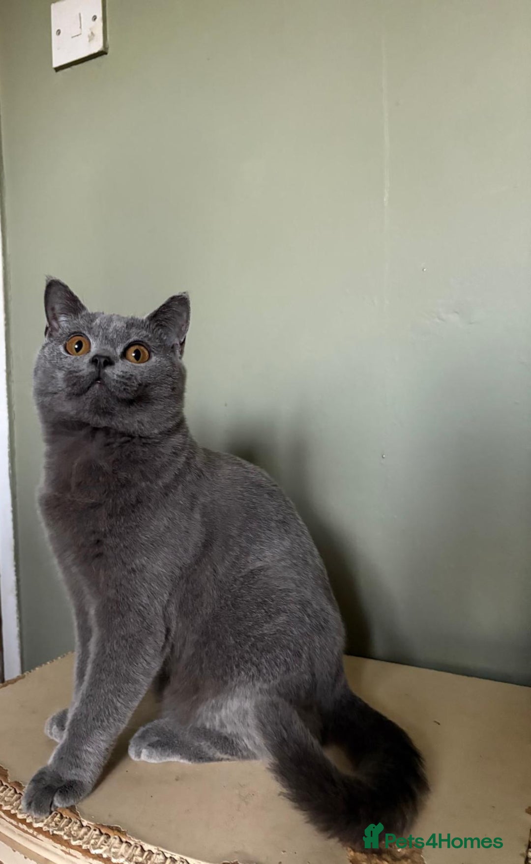 British Shorthair cats for sale: Beautiful British Shorthair kittens - Image 16