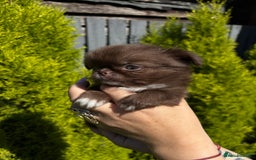 Chihuahua dogs for sale: Kc registered long coat Quality chihuahua - Image 6