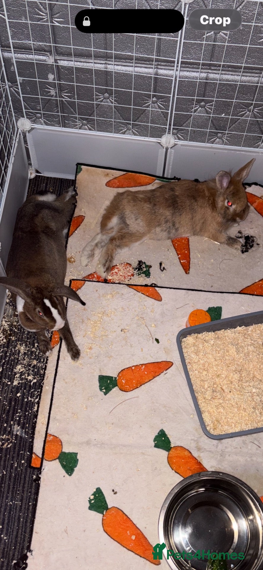 Mixed Breed rabbits Daisy and Ollie - Advert 1