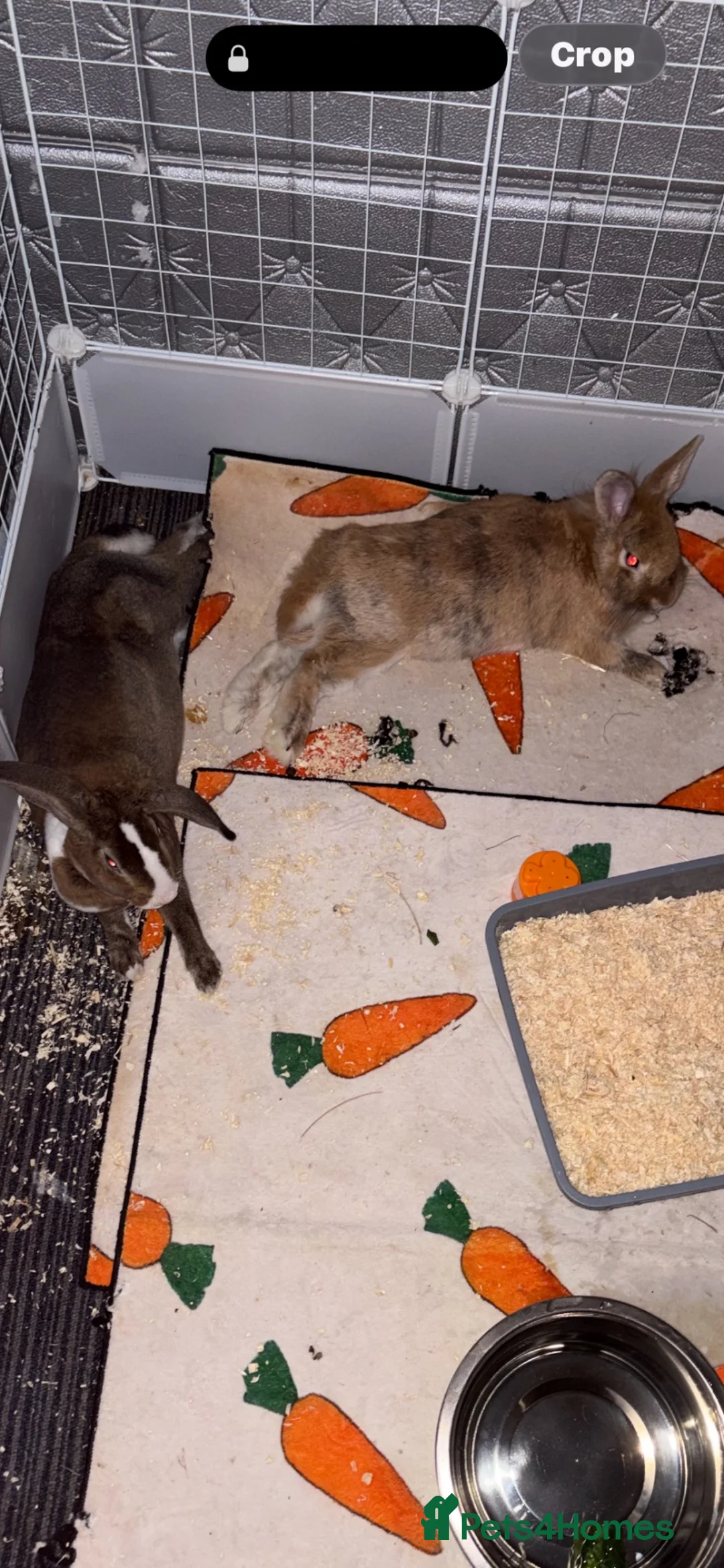 Mixed Breed rabbits for sale: Daisy and Ollie in Bradford - Advert 1