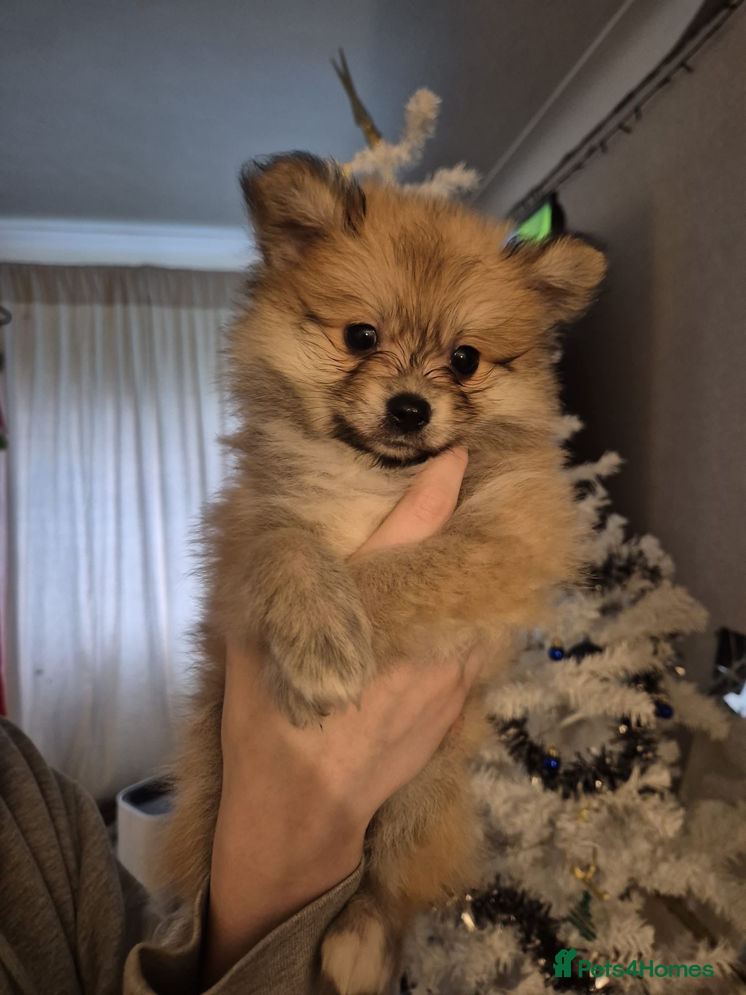 Pomchi dogs 1 male pomchi - Advert 2