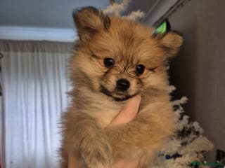 Pomchi dogs 1 male pomchi - Advert 2