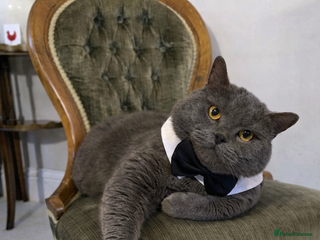 British Shorthair cats GCCF BSH Stud - Advert 4