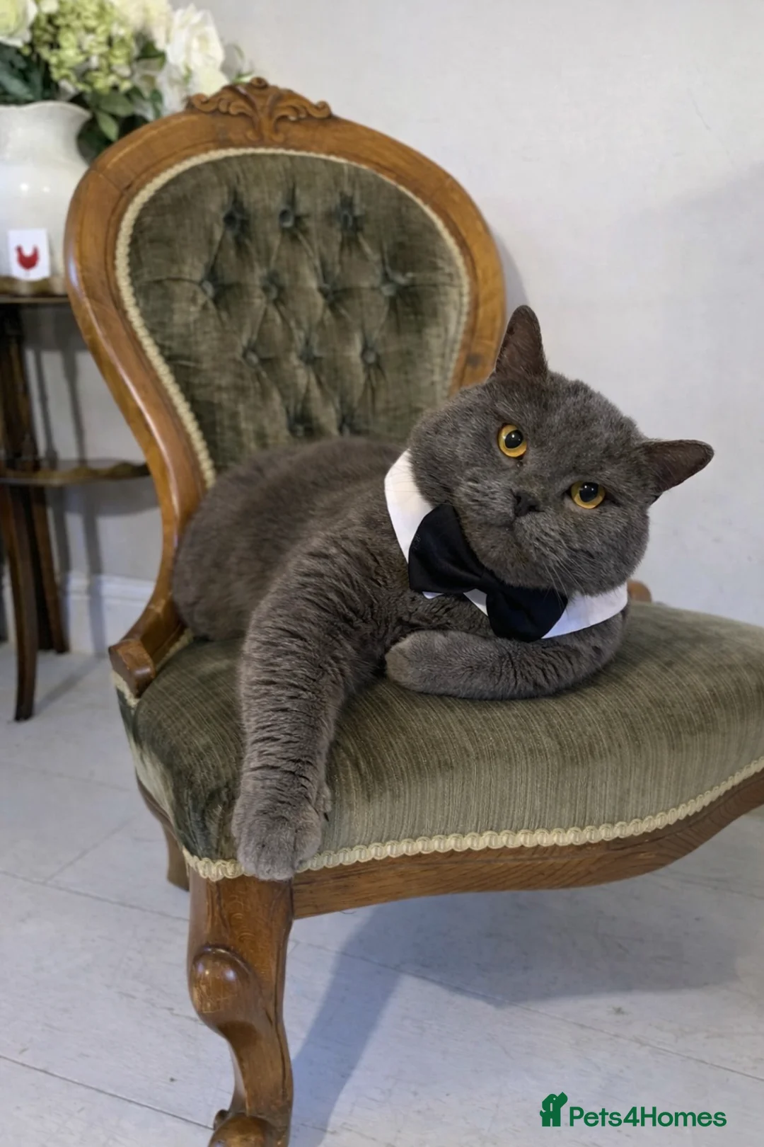 British Shorthair cats for stud: GCCF BSH Stud  - Advert 1