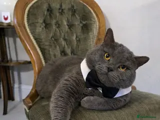 British Shorthair cats GCCF BSH Stud - Advert 9