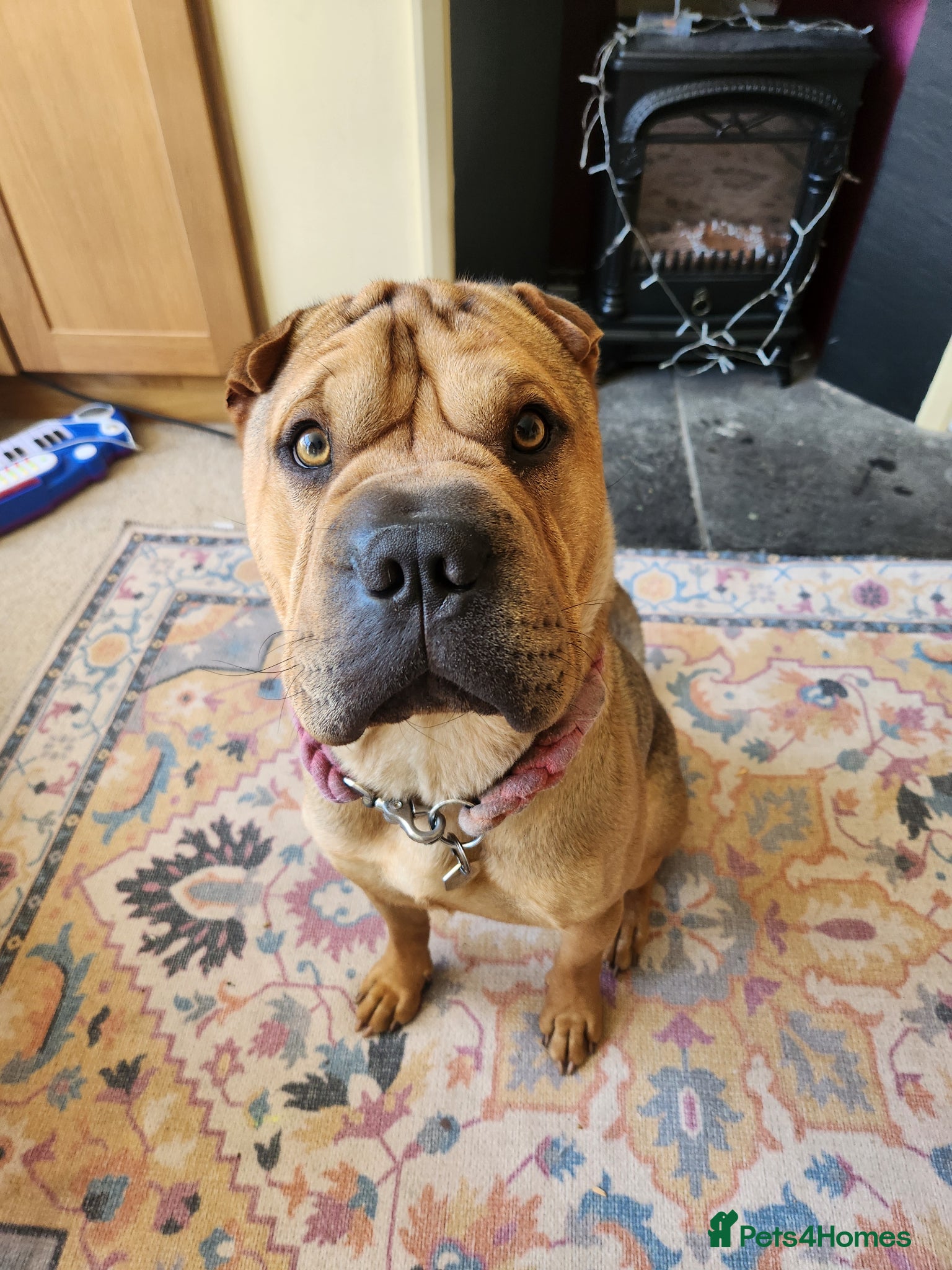 Mixed Breed dogs Gorgeous bullpei needs a new home  - Advert 1