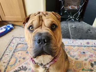Mixed Breed dogs Gorgeous bullpei needs a new home - Advert 1