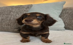 Miniature Dachshund dogs for sale: 🤍🐾🐻STUNNING LONG HAIR CHOC & TAN 🐻🐾🤍 - Image 3