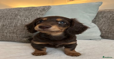 Miniature Dachshund dogs - Advert 11