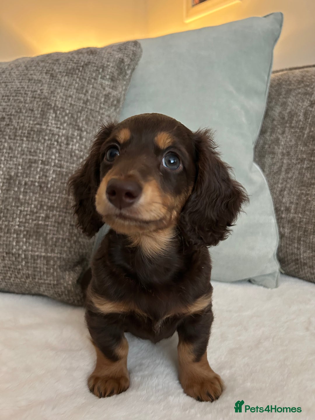 Miniature Dachshund dogs for sale: 🤍🐾🐻STUNNING LONG HAIR CHOC & TAN 🐻🐾🤍 - Image 3