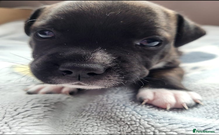 Staffordshire Bull Terrier dogs - Advert 1