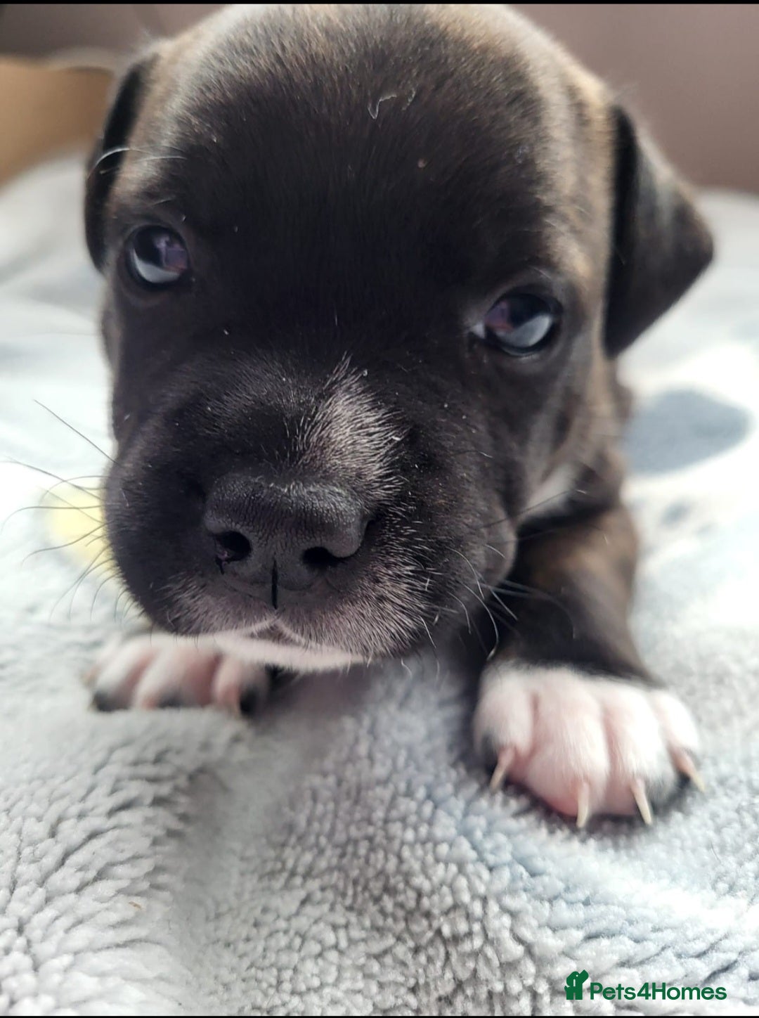 Staffordshire Bull Terrier dogs for sale: KC Reg Staffy Pups – Beautiful Chunky Puppys - Image 11
