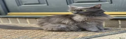 Mixed Breed cats for sale: Kittens from a Ragdoll-cross mother - Advert 4