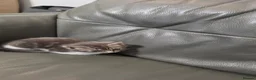 Mixed Breed cats for sale: Kute kitten in Manchester - Advert 12