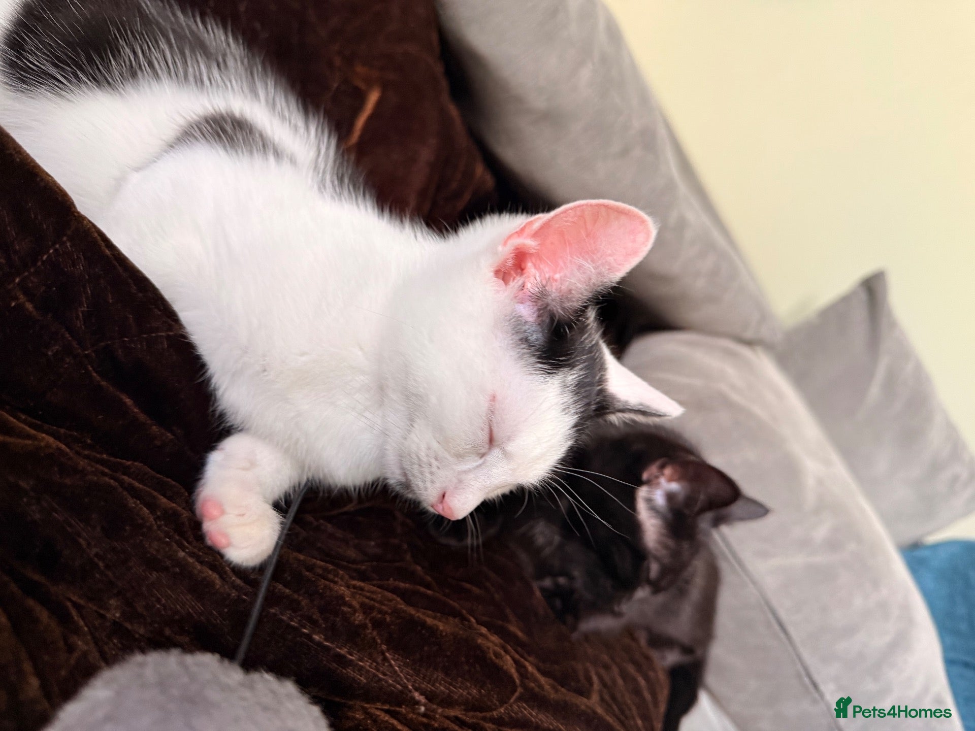 Mixed Breed cats Two male kittens - Advert 1