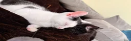 Mixed Breed cats for sale: Two male kittens - Advert 1
