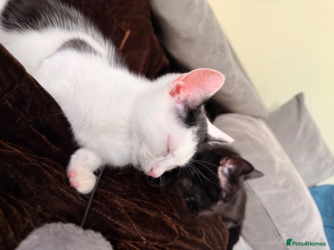 Mixed Breed cats for sale: Two male kittens - Advert 1
