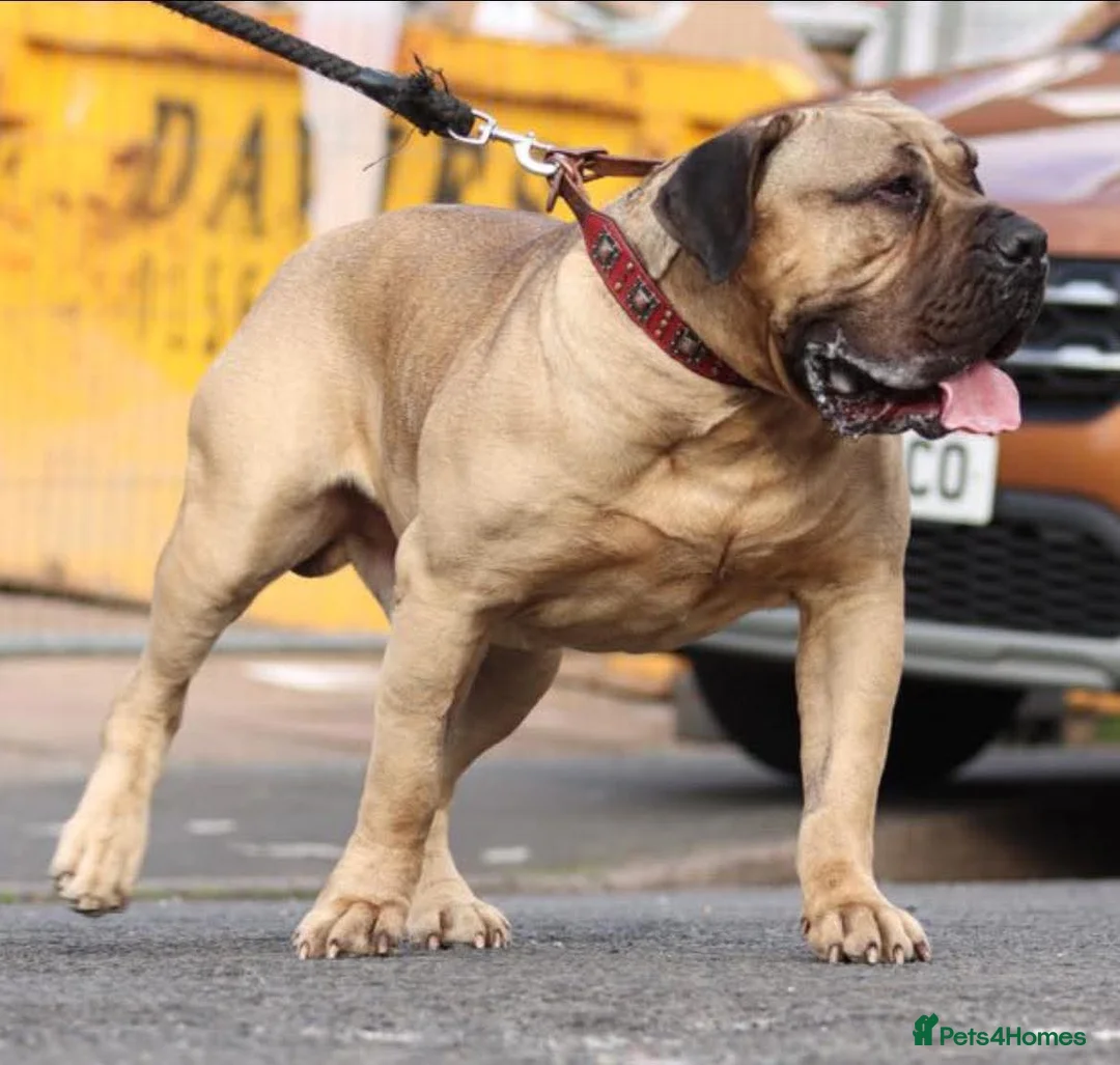 Presa Canario dogs for sale: Ground breaking presa puppies - Advert 2