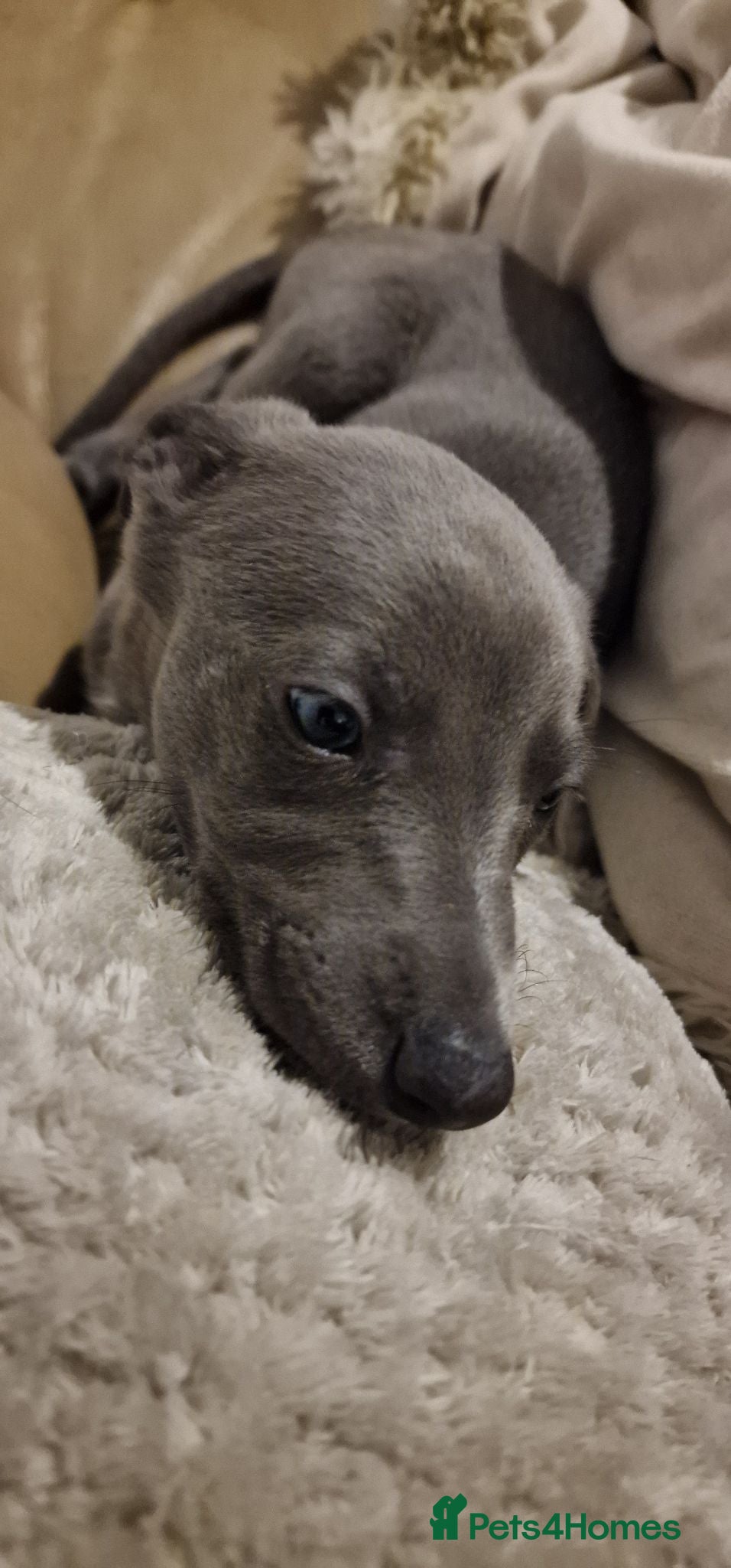 Whippet dogs Whippet puppies for sale - Advert 14