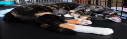 Domestic Shorthair cats for adoption: Jolyne - Adopt Cats in Crisis East London - Advert 2