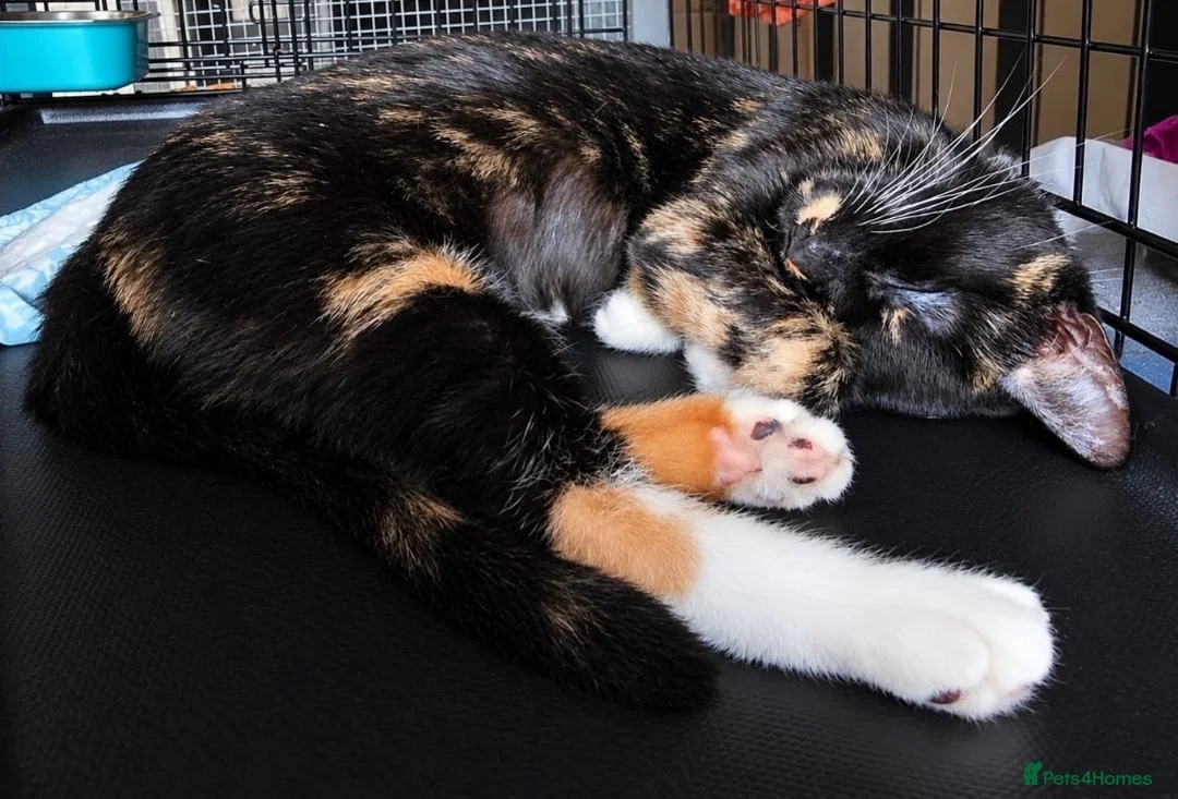 Domestic Shorthair cats for adoption: Jolyne - Adopt Cats in Crisis East London - Advert 2