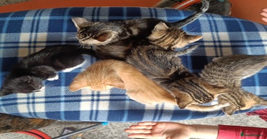 Mixed Breed cats - Advert 3