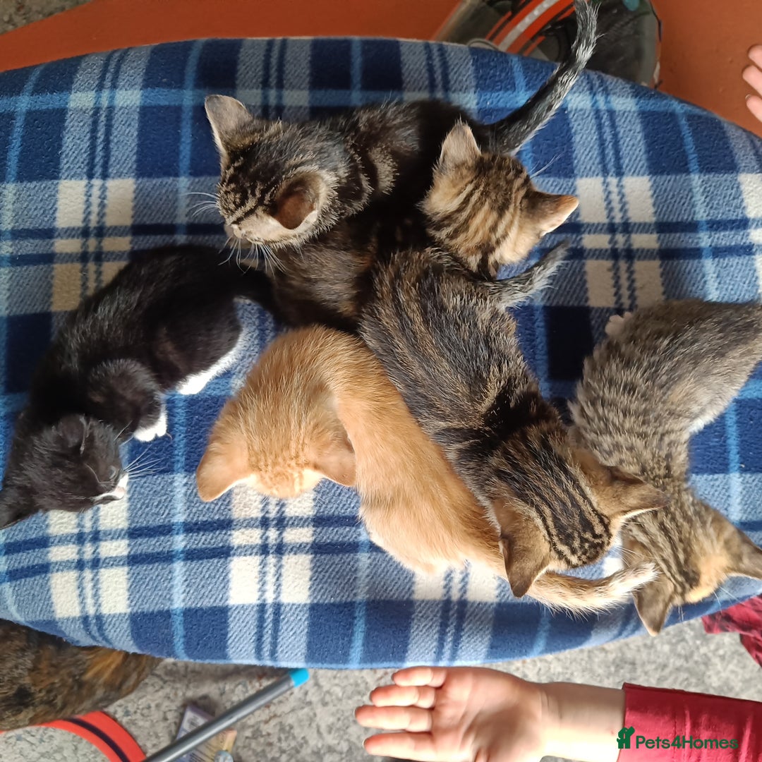 Mixed Breed cats for sale: Calico Mum, Tabby Dad kittens for sale - Image 3