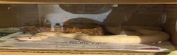Python Snake reptiles for sale: Banana enchi ball python  - Advert 1