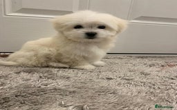 Maltipoo dogs for sale: 🐾Maltipoo puppy’s 🐾  - Image 3