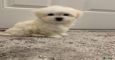 Maltipoo dogs - Advert 2