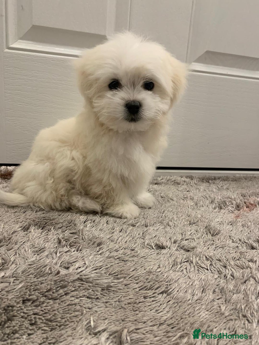 Maltipoo dogs for sale: 🐾Maltipoo puppy’s 🐾  - Image 3