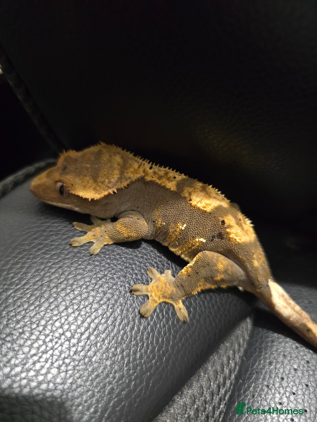 Gecko reptiles for sale: Fully functional Paladarium - Image 6