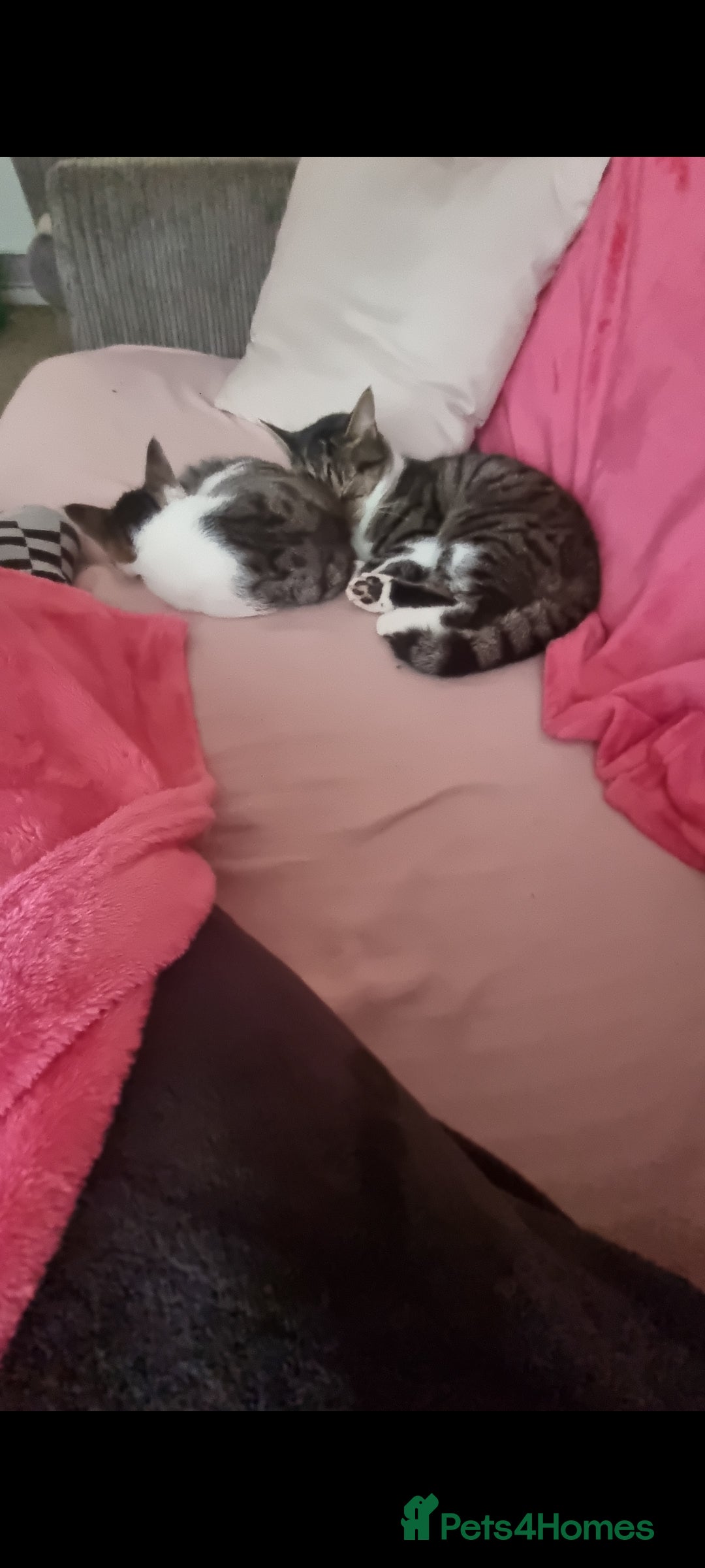 Mixed Breed cats for sale: Luna 6 months old - Advert 2