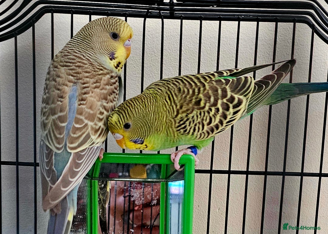 Budgerigars birds for sale: Budgies available for new homes - Image 3