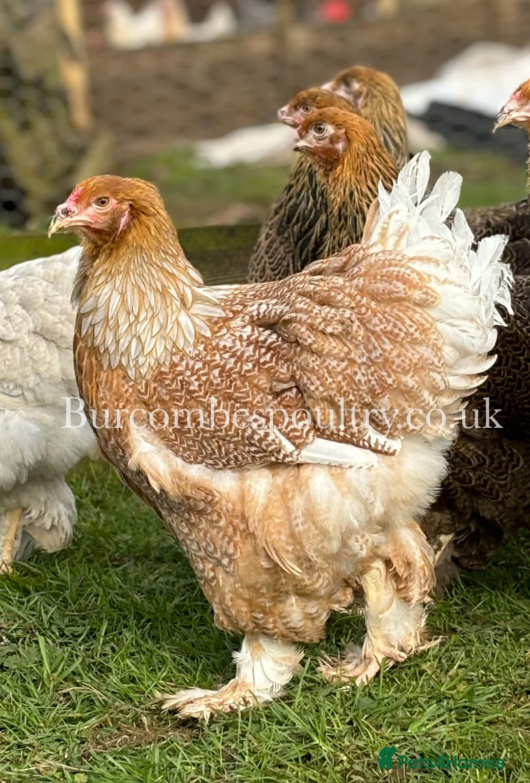 Chickens poultry for sale: Brahma for sale - Advert 2