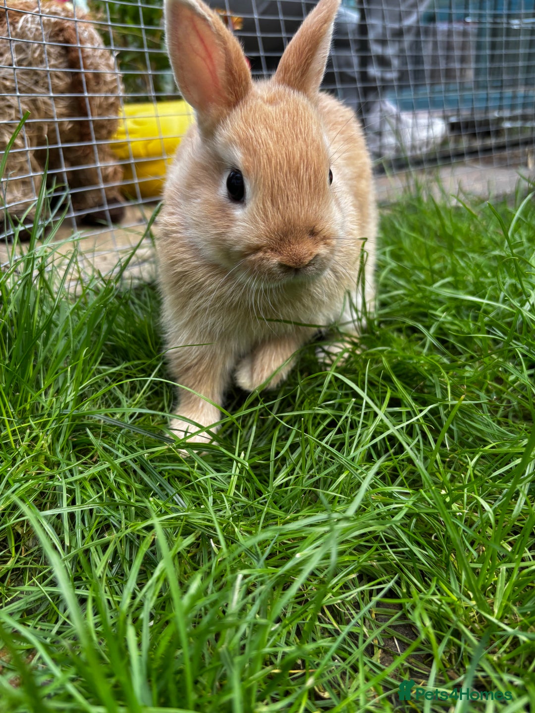 Netherland Dwarf rabbits for sale: Pure neverland dwarfs  - Image 3