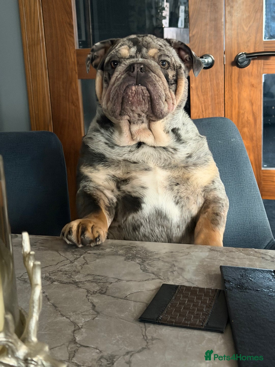 English Bulldog dogs for sale: 10 month old male merle english bulldog for sale  - Advert 6