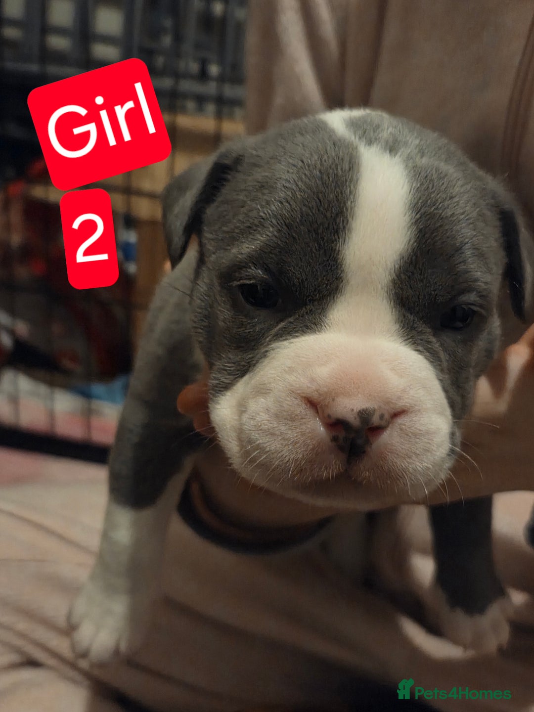 Mixed Breed dogs for sale: Frenglish x American Bully Puppies  - Advert 2