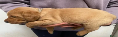 Labrador Retriever Puppy 2