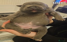 Staffordshire Bull Terrier dogs for sale: Stunning litter of Blue & Black Puppies - Advert 22