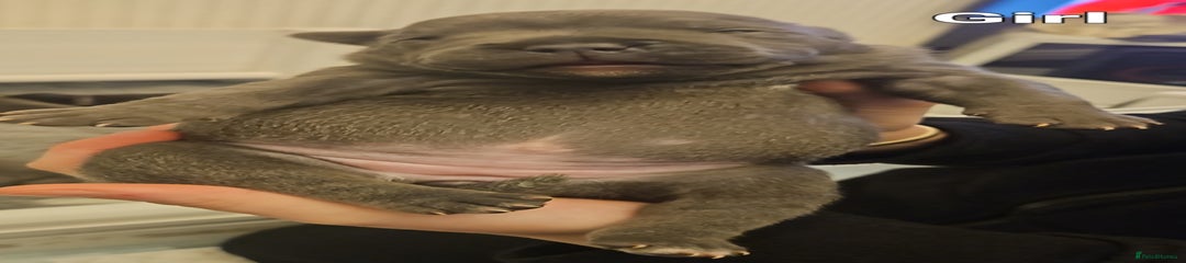 Staffordshire Bull Terrier Puppy 5