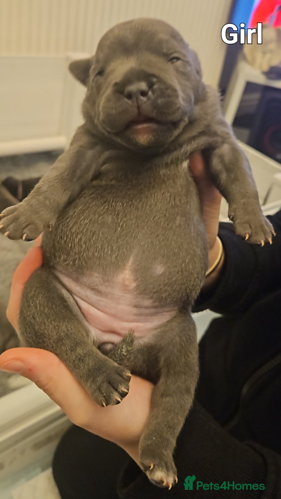 Staffordshire Bull Terrier dogs for sale: Stunning litter of Blue & Black Puppies - Advert 22