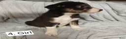 Border Collie dogs for sale: Outstanding Tri-Colour Border Collie Puppies - Advert 11