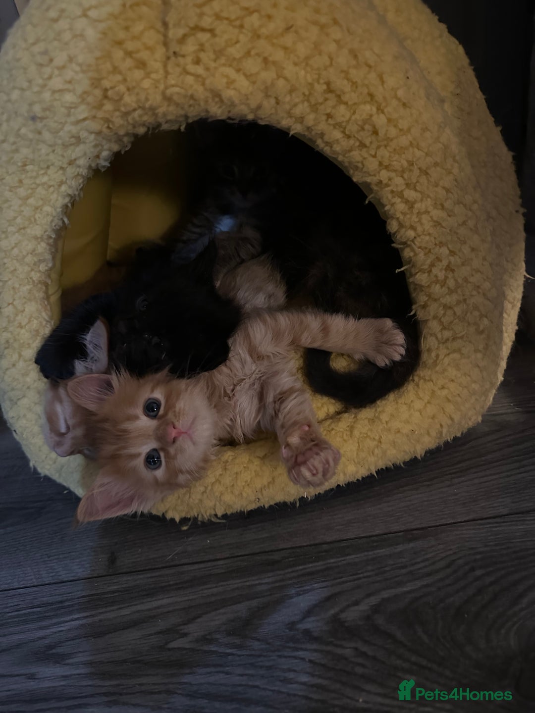 Maine Coon cats for sale: Maincoone kittens - Advert 12