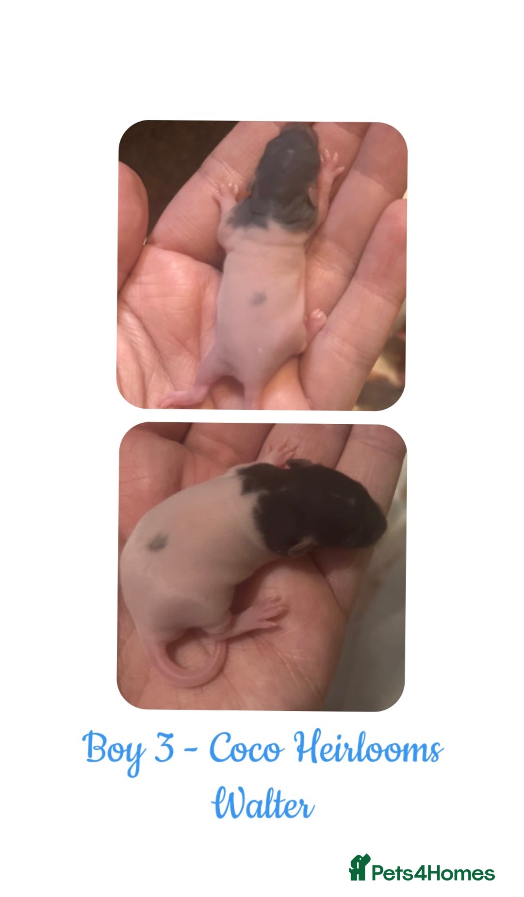 Rat rodents for sale: Beautiful Baby Rats  - Advert 10