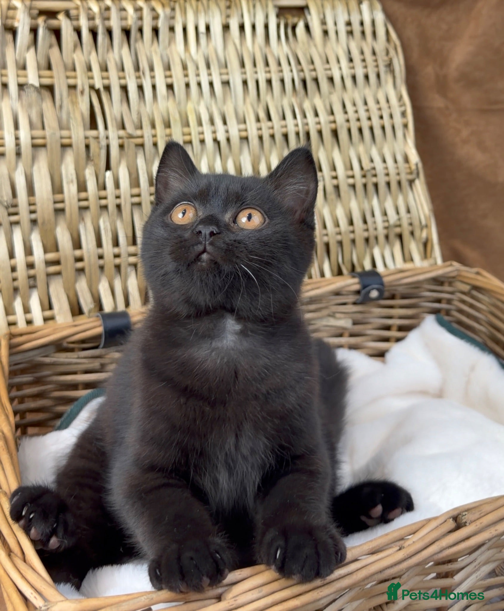 British Shorthair cats Ready now GCCF health tested British Shorthair  - Advert 1