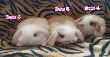 Mini Lop rabbits Ready to leave from the 12th November! 🥰 - Advert 8