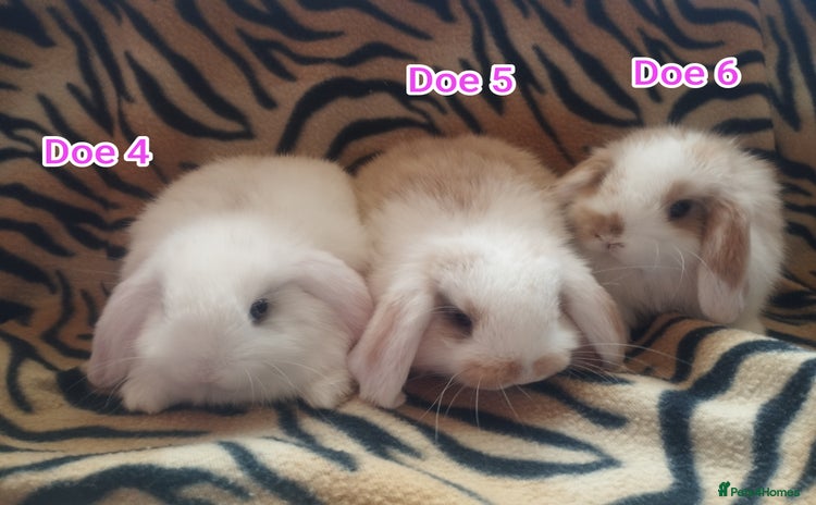 Mini Lop rabbits - Advert 2