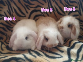 Mini Lop rabbits Ready to leave from the 12th November! 🥰 - Advert 6