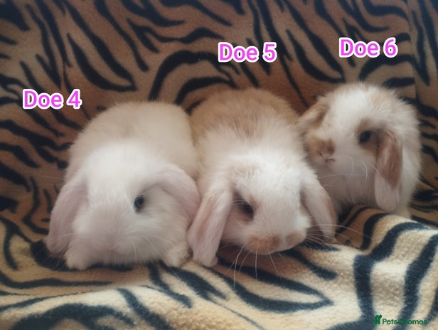 Mini Lop rabbits - Advert 4